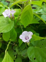 pink and white flowers