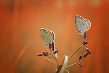 two butterflies perched on the grass