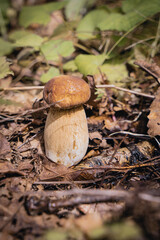 Mushrooms in the autumn forest.