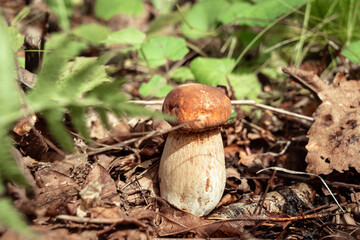 Fototapeta premium Mushrooms in the autumn forest.