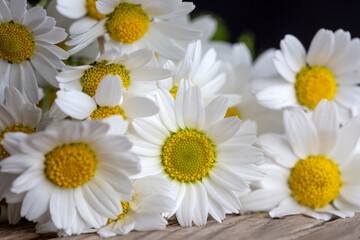 White daisy flower on rustic weathered wooden table. Harvesting bunch of fresh camomile flowers in the garden. Harvest of Organic herbs.