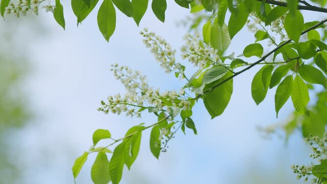 Flowering plant hackberry or hagberry in the rose family. Flowers of bird cherry or prunus padus in spring. Slow motion.