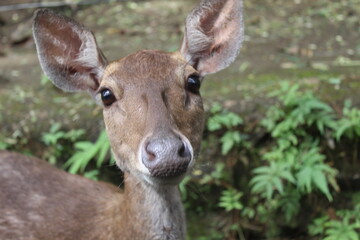 close-up of a deer's face in the zoo
