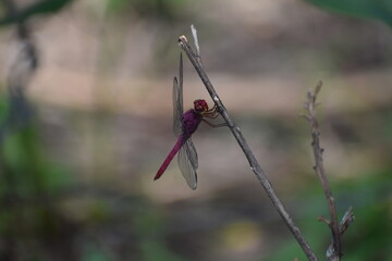 mosquito zoom