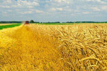 Combine harvester harvesting wheat in summer