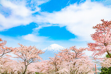 Obraz na płótnie Canvas Tree, Sakura, Bloom