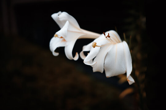 花言葉 の画像 8 034 件の Stock 写真 ベクターおよびビデオ Adobe Stock