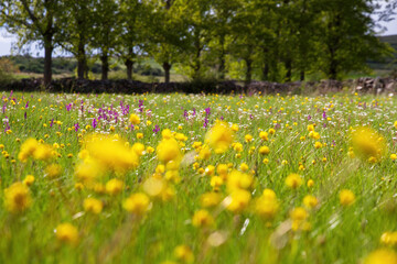 Meadow with green grass full of yellow, purple and white wildflowers in spring. Surrounded by stone in the background with poplars