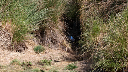 bird's returning to home