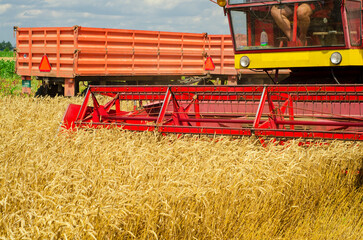 Combine harvester harvesting wheat in summer