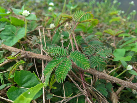 Leaflets of Touch-me-not (Mimosa pudica) plant folding up in response to touch by a man's finger. "Sleep" response or nyctinastic movement of plants.