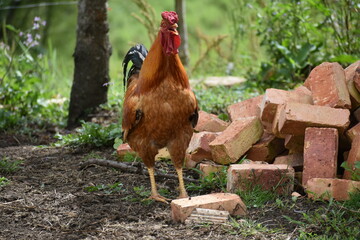 rooster in the farm © Camilo