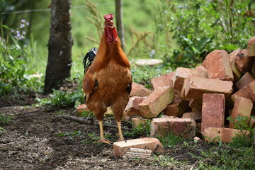 rooster in the farm
