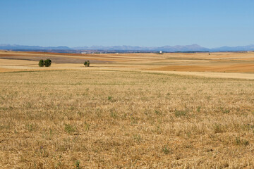 Landscape with flat farmland and mountains in the background, in summer