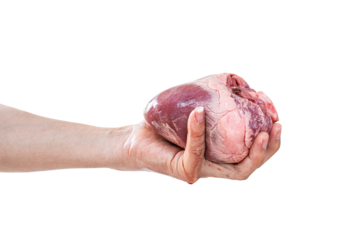 Human heart in hand isolated on transparent background - PNG format.