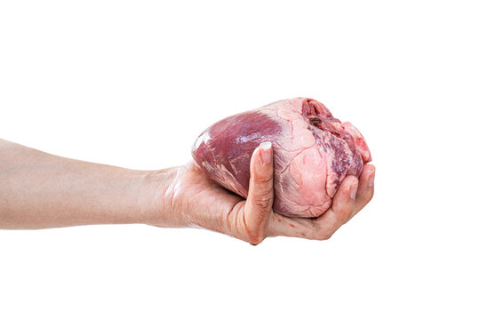 Human heart in hand isolated on transparent background - PNG format.