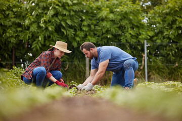 Sustainability farmers planting green plants in earth or soil on agriculture farm, countryside field or nature land. Couple, man and woman or garden workers with growth mindset for environment growth - obrazy, fototapety, plakaty