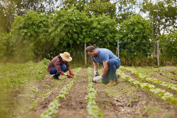 Naklejka na ściany i meble Farmer couple working together planting organic vegetable crops on a sustainable farm and enjoying agriculture. Farmers or nature activists outdoors on farmland harvesting in a garden