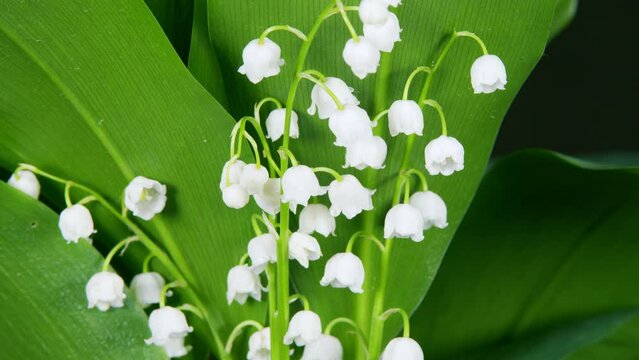 Fading flower. Beautiful spring flowers. May bells, may lily, lily of the valley, convallaria, and muguet. Time lapse.
