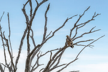 eagle on dead tree with background of blue sky at Lake Nakuru national park Kenya