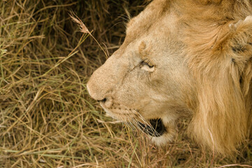 close up of lion face looking at camera at Masai mara National Reserve Kenya