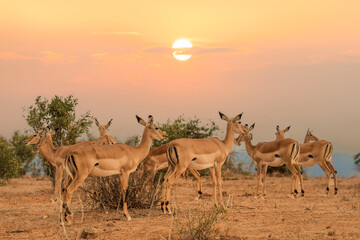 silhouette of herd of Antelope Thompson standing together during sunset at Masai Mara National Reserve Kenya