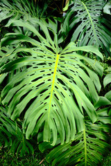 Close up of a large leaf in a tropical garden.