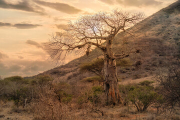Obraz premium africa local tree of baobab tree at Tsavo east national park Kenya