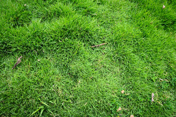 Close up shot of a grass texture.