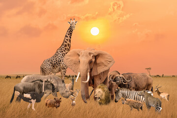 Group of safari African wild animals stand together in savanna grassland with background of sunset...