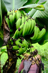 A shot of ripening bananas in a tropical garden.