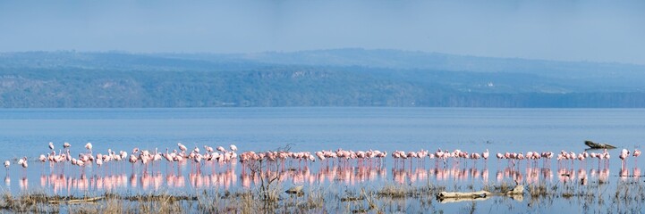 Fototapeta premium Scenery view of Flamingo flock standing in water of Lake Nakuru at Lake Nakuru National Park Kenya