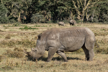 Obraz premium wild rhino walking and eating grass in grassland at Lake Nakuru