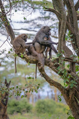 Baboon at Masai Mara national reserve and Lake Nakuru national park inKenya