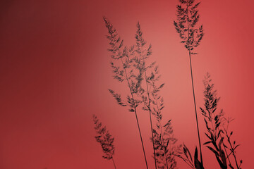 Blurred pampas grass on dark sunset sky background. Abstract autumn natural background. Autumn atmospheric mood