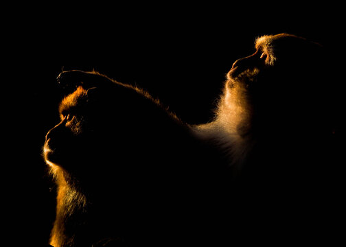 Two monkeys in dramatic low light at a Nepal temple, highlighted by golden rim lighting