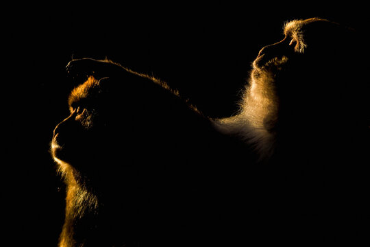 Dramatic Low-Key Portrait of Monkeys from Nepal&rsquo;s Monkey Temple