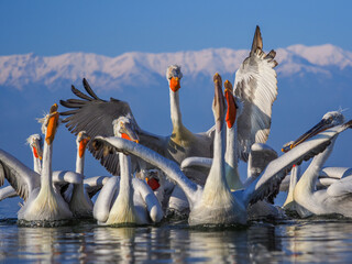 Group of Dalmatian pelicans on water, wings spread, with snowy mountains in the background.