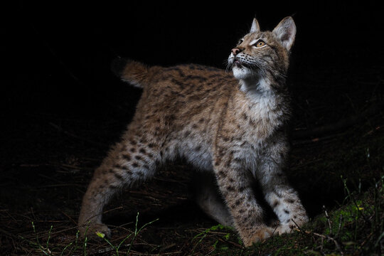 A young lynx stands alert in a dark forest, illuminated dramatically, showcasing its natural grace and beauty.