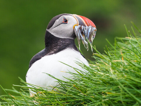 Atlantic puffin or common puffin (Fratercula arctica)