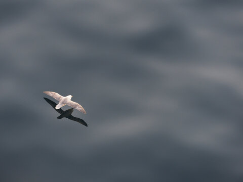 A northern fulmar soars gracefully above the dark ocean, casting a sharp reflection on the water below.