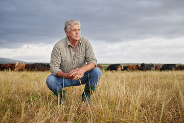 Thinking, serious and professional farmer on a field with herd of cows and calves in a open nature...