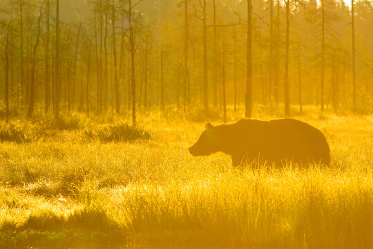 Dreamy silhouette of a Brown Bear (Ursus arctos) walking through a misty swamp forest at sunrise, backlit by golden morning light in Martinselkonen, Finland.