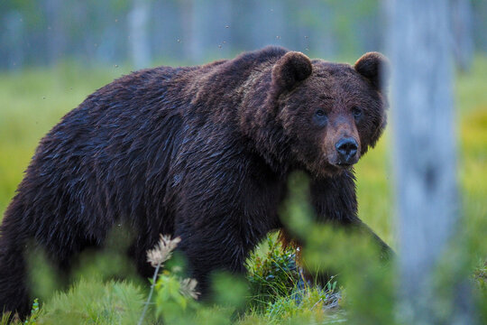 Majestic brown bear (Ursus arctos) walking through a lush green forest during summer in the taiga of Northern Finland.