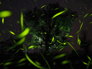 Enchanting scene of fireflies glowing near a tree under a starry night sky with streaking star trails.