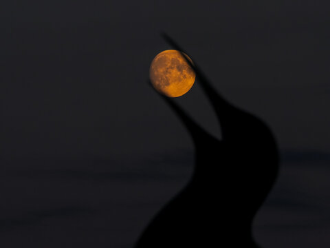 Dramatic silhouette of a bird calling at night, perfectly framing the orange full moon in its open beak.