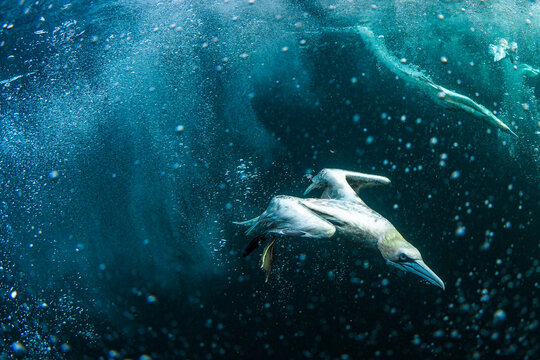 Underwater Gannets chasing fish