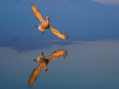 A dalmatian pelican gracefully gliding above a tranquil lake, its reflection mirrored perfectly in the still water.