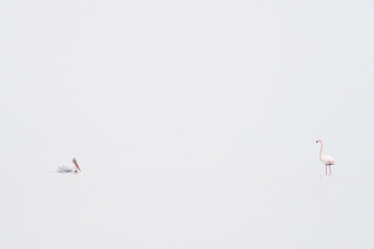A serene minimalist composition featuring a flamingo and pelican spaced apart on calm, misty water.