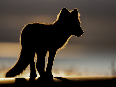 Silhouette of a polar fox standing in dramatic lighting at sunset, with soft backlight highlighting its fur, captured in Svalbard, Spitsbergen.